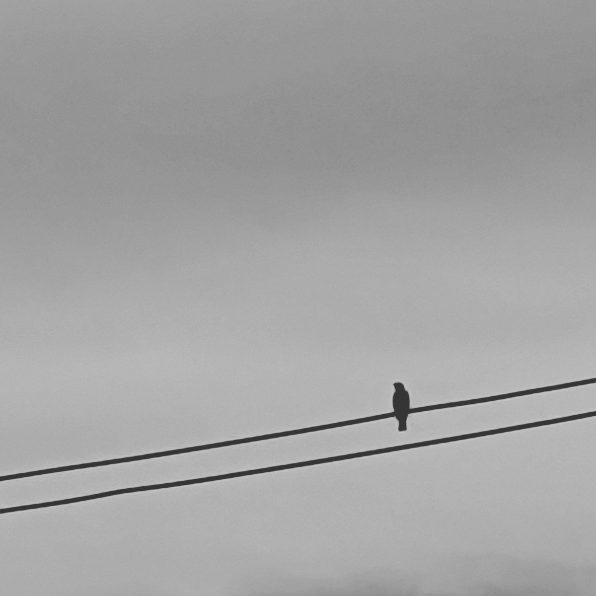 Vanta | Commissions Open tweet media