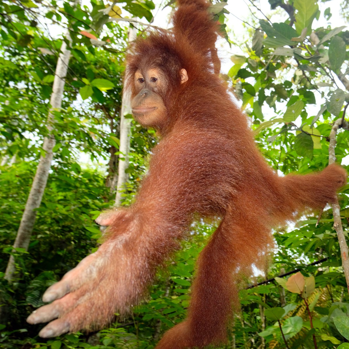 Happy #WorldOrangutanDay! Unsere Arbeit ist wichtig und immer noch notwendig, deshalb machen wir engagiert weiter und setzen uns für die wundervollen Orang-Utans in Sumatra und ihren Lebenstraum, den tropischen Regenwald, ein! <a href="/socp_tweets/">SOCP</a>