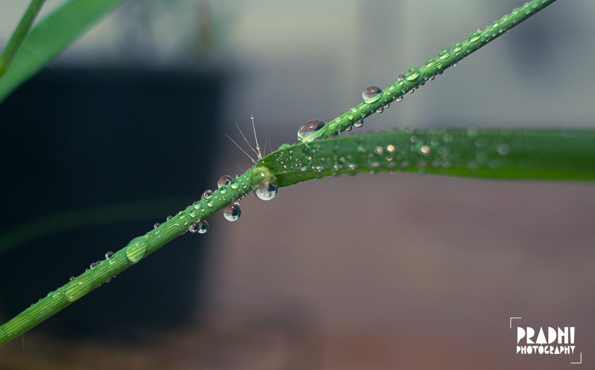 AmorPradi's tweet photo. #WorldPhotographyDay #WorldPhotographyDay2022 
#canonforlife 
#pradhiphotography https://t.co/yqtbwYoQJZ