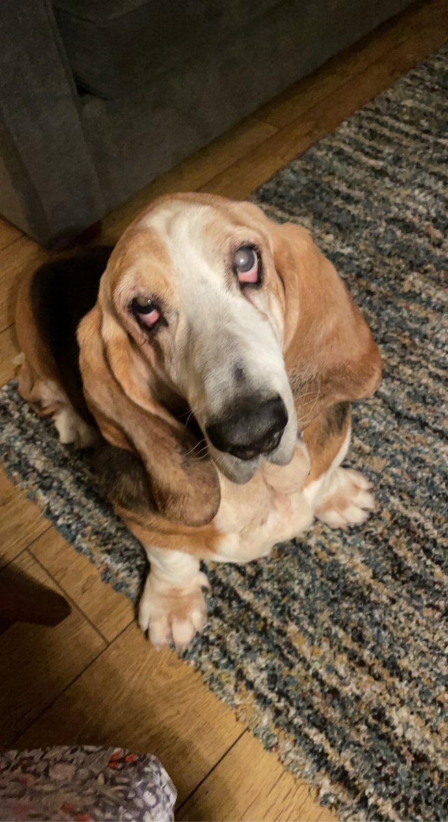 Happy 13th birthday to my very special boy Bertie - loveeeeee youuuuuu loadsssssss ❤️❤️❤️