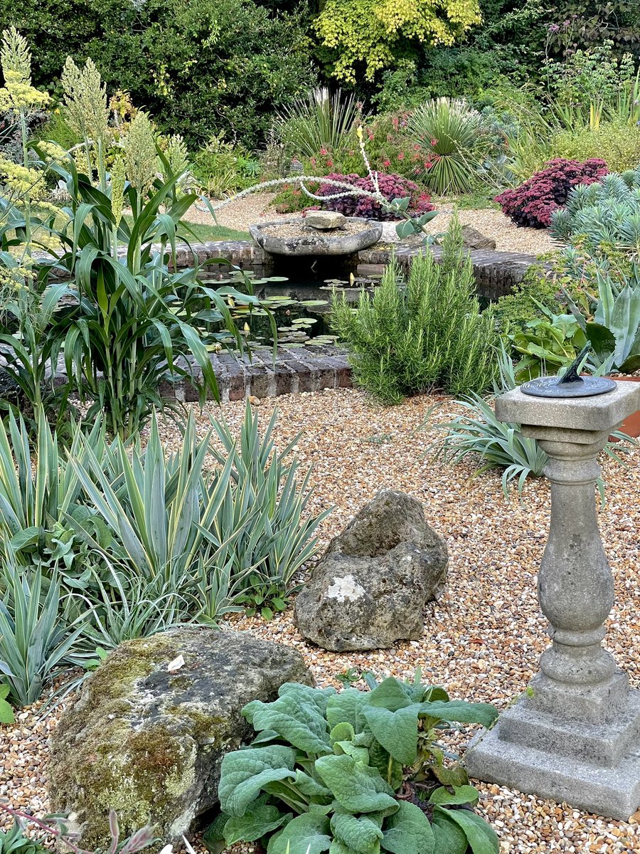 Before the waterlilies open…on the left are the stalls of sorghum which have mysterious self-sown in a tastefully, well-arranged cluster.  Good morning.          #gravelgarden #historicgarden #augustmorning #waterlily