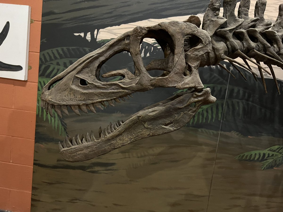 Came upon a juvenile Tyrannosaurus replica on loan to the Dinosaur Isle Museum at Sandown yesterday. Does anyone know which specimen this is based on? It looks more robust than Jane.