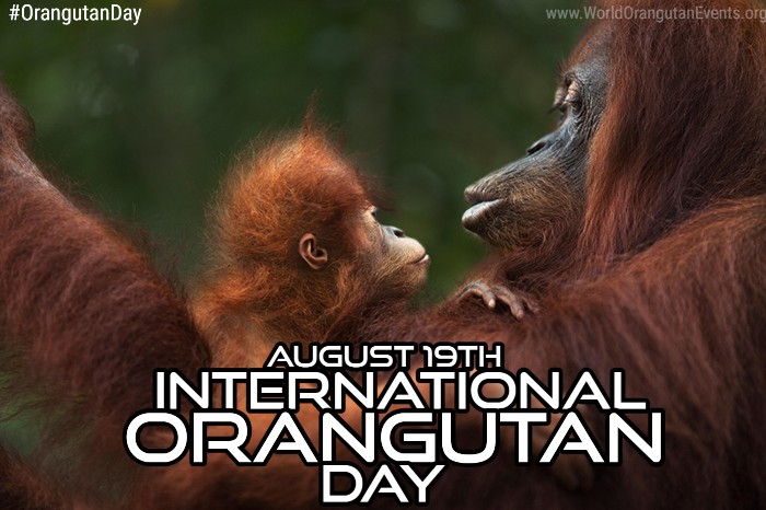 It's happening!! Today is the day!! It's International #OrangutanDay!!! RT to raise MUCH needed AWARENESS!! Let's save this amazing species!