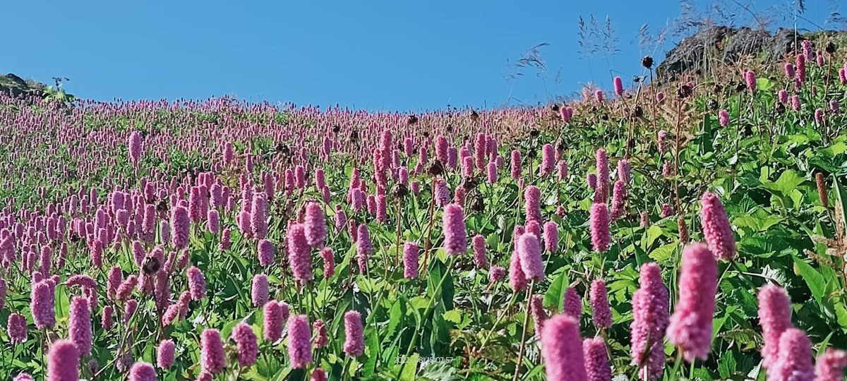 abumetha's tweet photo. Nagaland’s iconic mountain peak Mt. Saramati in all her glory with the blooming of the Himalayan Fleece Flower. Botanical Name: Bistorta Affinis.

Adventure lovers &amp; trekkers must add this to your #BucketList. 

Images &amp; video courtesy: Lethrethong Yim local guide of Thanamir. https://t.co/fjsQZqjH0b