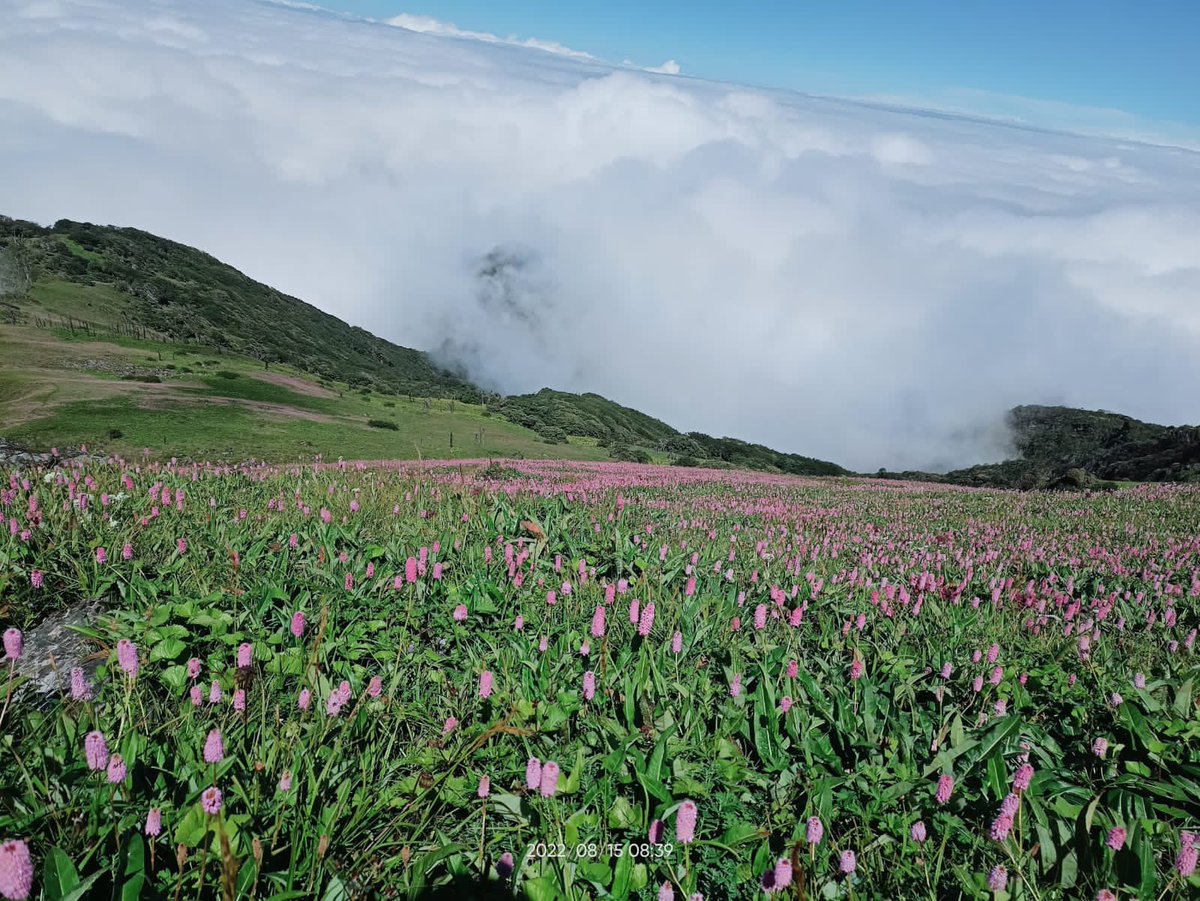 abumetha's tweet photo. Nagaland’s iconic mountain peak Mt. Saramati in all her glory with the blooming of the Himalayan Fleece Flower. Botanical Name: Bistorta Affinis.

Adventure lovers &amp; trekkers must add this to your #BucketList. 

Images &amp; video courtesy: Lethrethong Yim local guide of Thanamir. https://t.co/fjsQZqjH0b