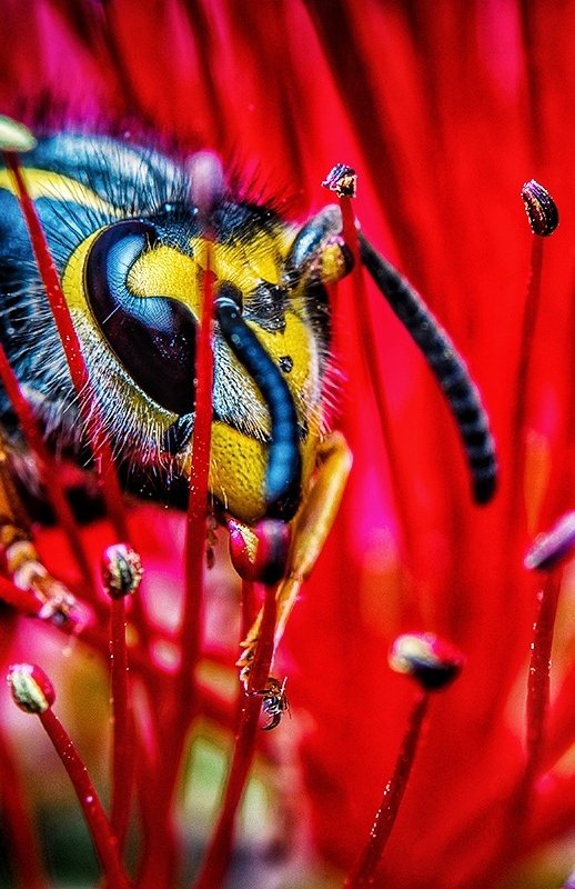 TheTiny_Earth's tweet photo. Who likes to see bug pictures in the morning? 📸🐝
Hands up in the comments if you do! 😄🙌🙌

#nikon #nikonphotography #photo #photography #photooftheday #PHOTOS #nature #NaturePhotography #Macro #twitter #art @NikonEurope @NikonUSA @ThePhotoHour @AP_Magazine @NikonatGrays https://t.co/CYyXdKdRt3