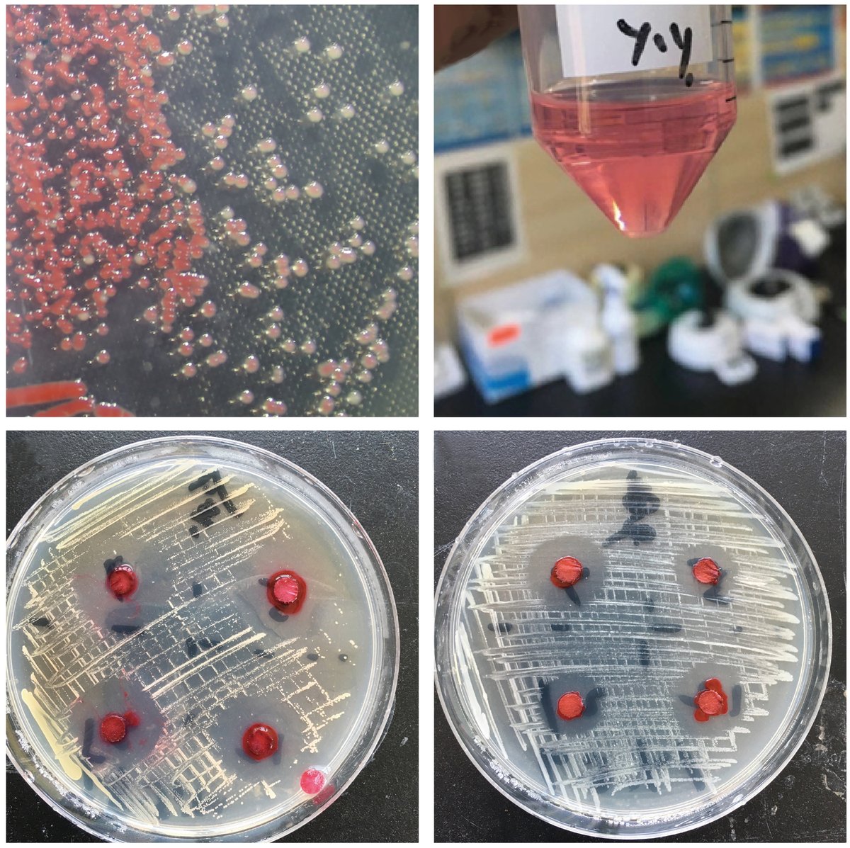 MLSTNews's tweet photo. Cultivation of gut microorganisms of the marine ascidian Halocynthia roretzi reveals their potential roles in the environmental adaptation of their host
https://t.co/WUdNN4CZKY https://t.co/nRkczHzI85