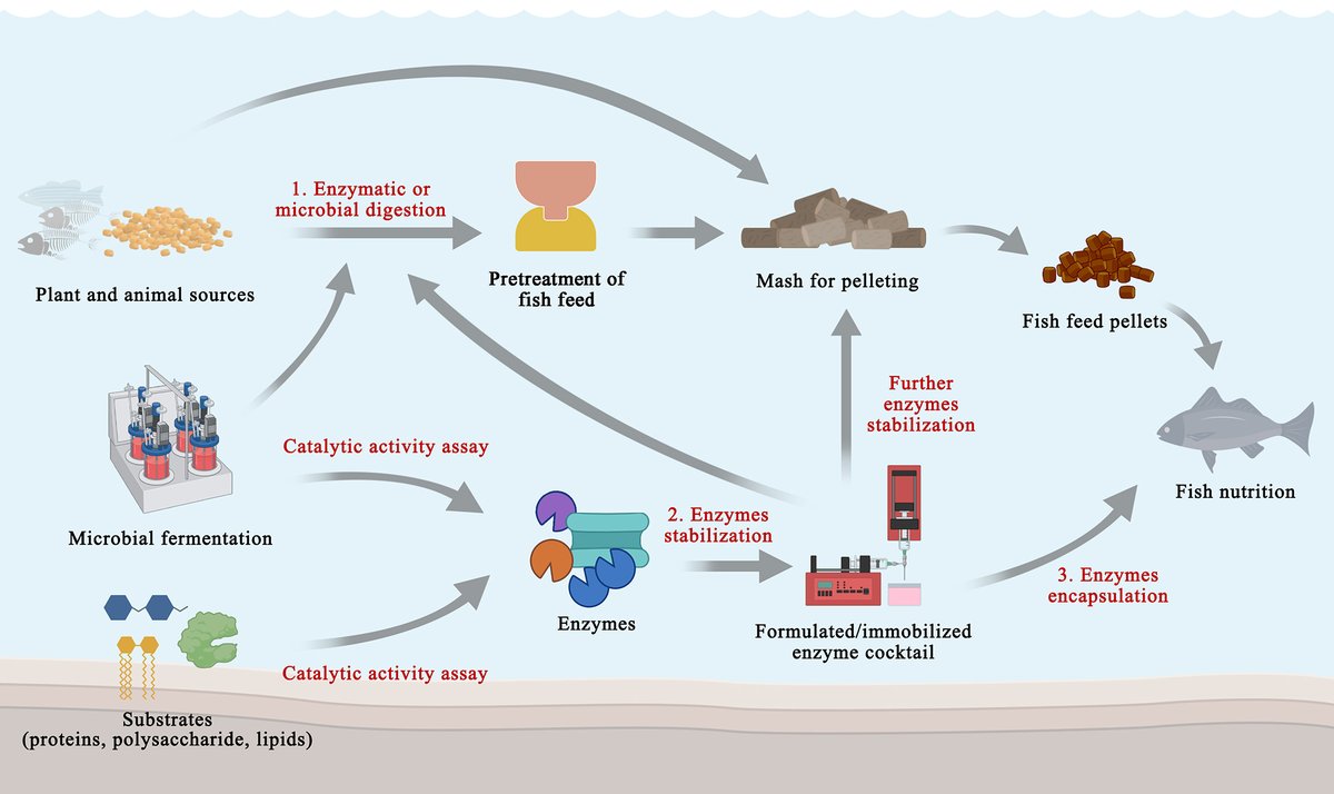 MLSTNews's tweet photo. Application of enzymes as a feed additive in aquaculture
https://t.co/gLZaRU1WaO https://t.co/yCzbJlbNok