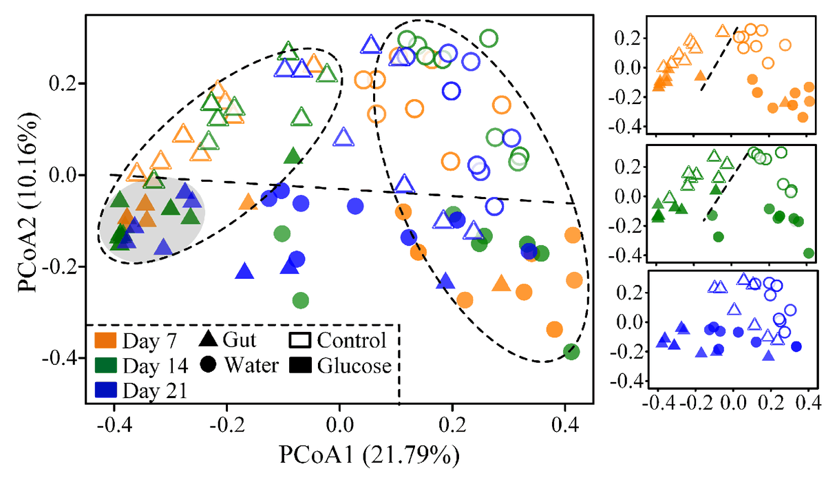 MLSTNews's tweet photo. Contrasting patterns of bacterial communities in the rearing water and gut of Penaeus vannamei in response to exogenous glucose addition
https://t.co/CxQVt8oOGd https://t.co/4eNON3Bs4m