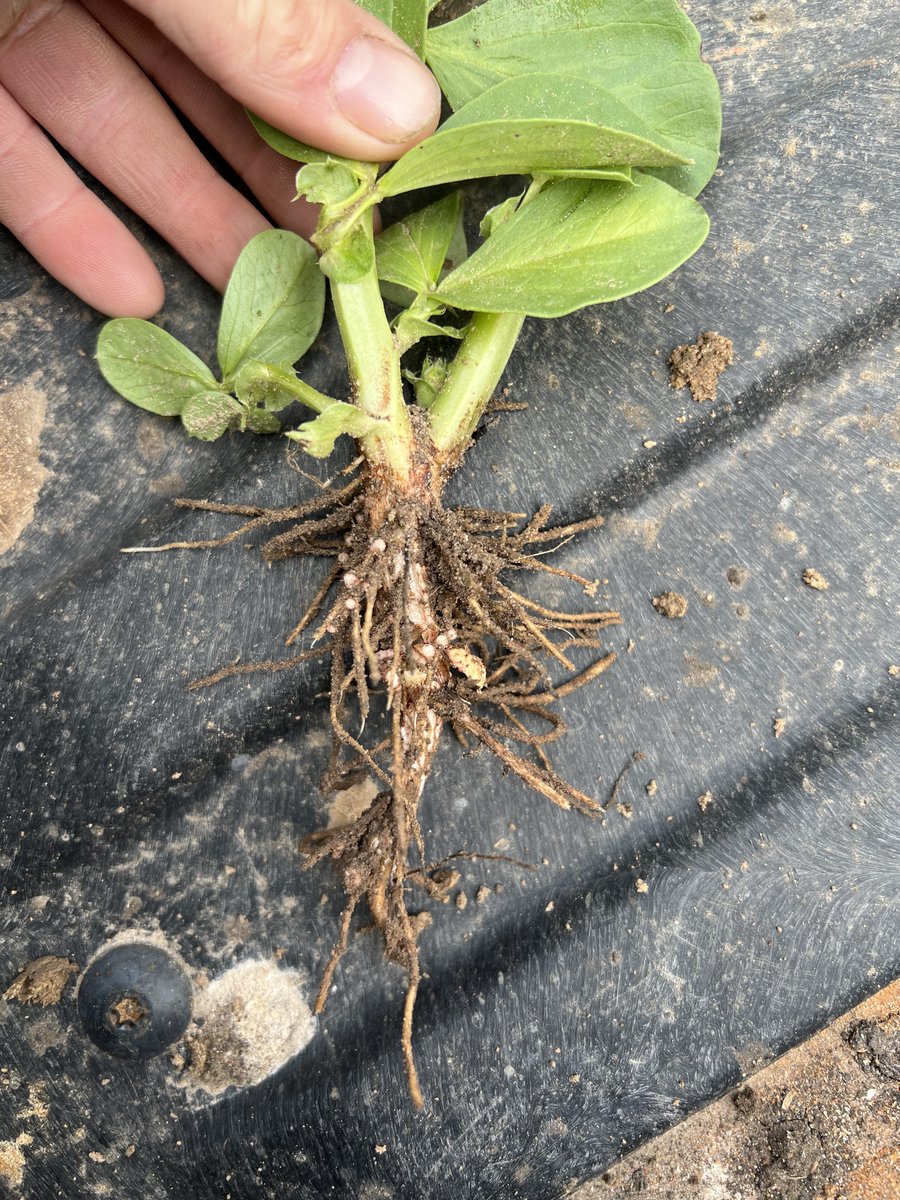 newedgemicrobes's tweet photo. On the sandy soils found around Broughton, Victoria @josh_merrett87 @NutrienSthEast have embraced #NoduleNgranular to do the #NitrogenFixation β»οΈ heavy lifting ποΈββοΈ & its coming up a treat!
#CheckYourNods π΅οΈββοΈ https://t.co/F8YeIgQknT