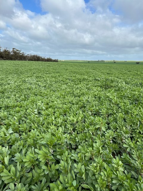 newedgemicrobes's tweet photo. On the sandy soils found around Broughton, Victoria @josh_merrett87 @NutrienSthEast have embraced #NoduleNgranular to do the #NitrogenFixation β»οΈ heavy lifting ποΈββοΈ & its coming up a treat!
#CheckYourNods π΅οΈββοΈ https://t.co/F8YeIgQknT