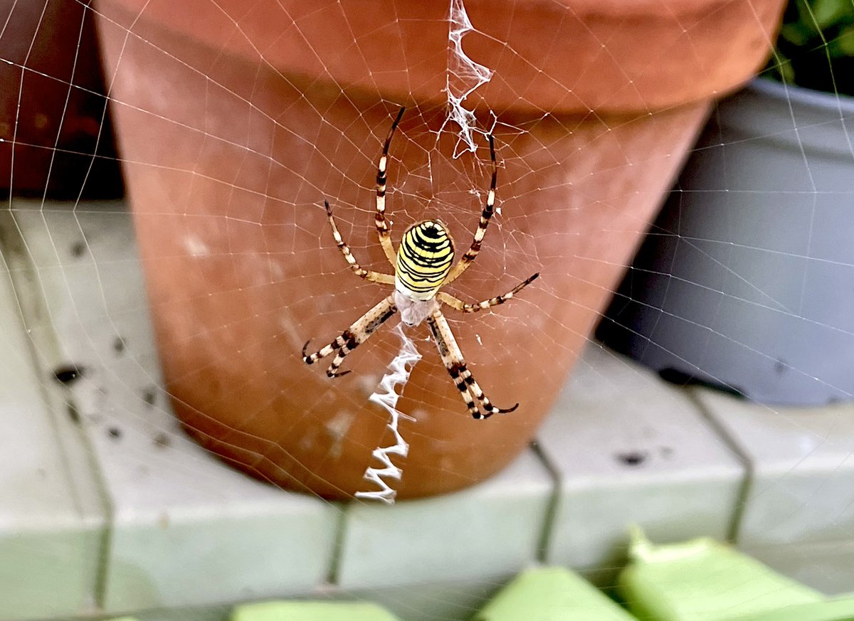 Nice surprise in the garden this morning: Wasp Spider!