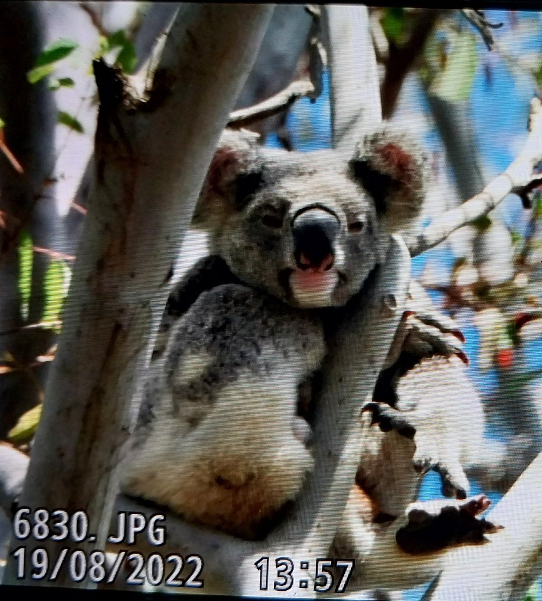 talkingkoala tweet picture