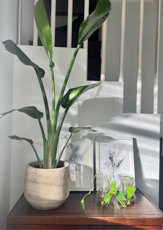 Vendo "Planta interior " en #wallapop p.wallapop.com/i/812428679?_p…