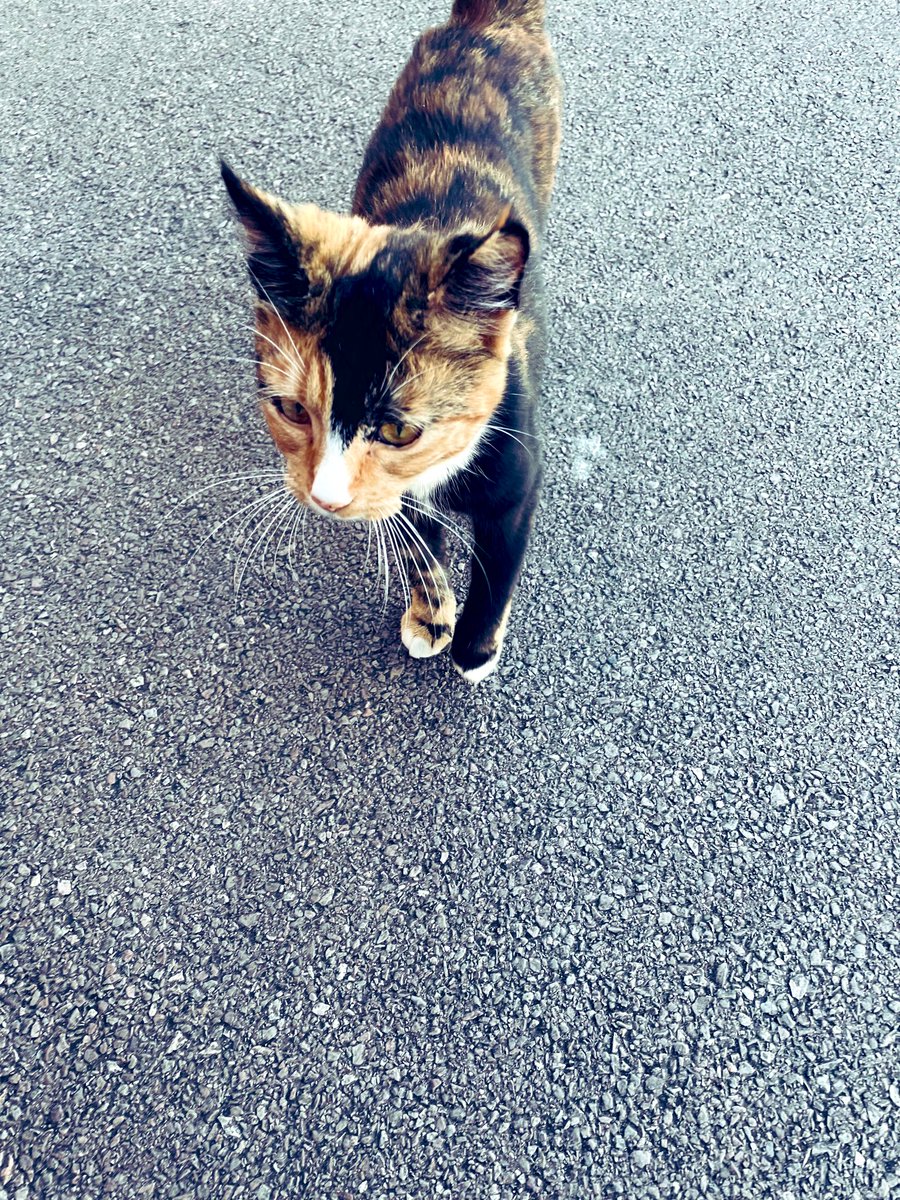 MsRMerry's tweet photo. Running down to the café to grab a coffee before my first call.. and today.. I have some “coffee-run-company”💜
#FollowTheLeader #CatsOfTwitter🐈 #FridayFriend #CoffeeRun #Cats🐈⬛
#Miaow #ComeWithMe #SmallFurry #FridayFun #FridayMorning #Friday #FridayMotivation #FridayCuteness🥰 https://t.co/TVt7RoHmze