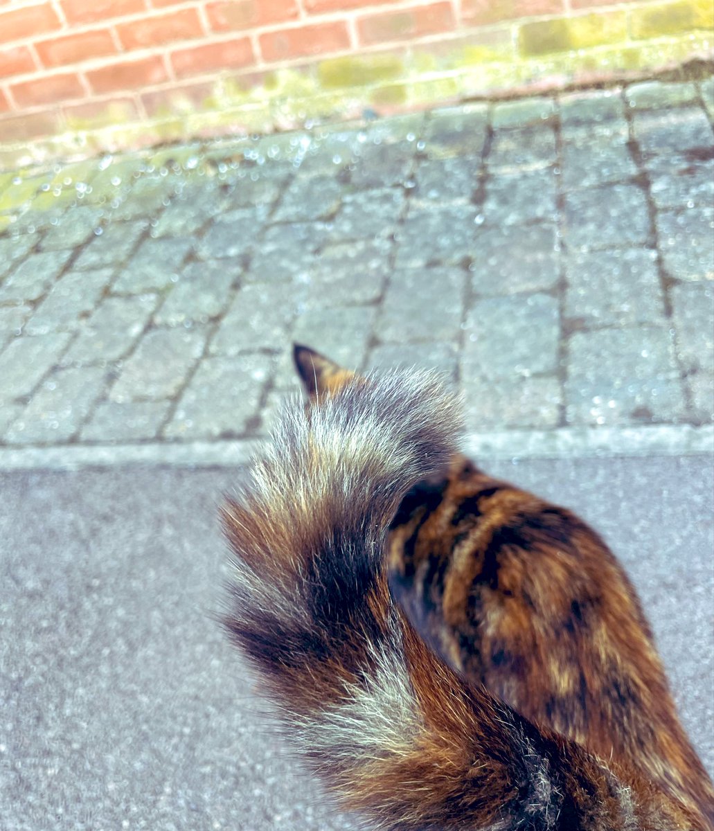 MsRMerry's tweet photo. Running down to the café to grab a coffee before my first call.. and today.. I have some “coffee-run-company”💜
#FollowTheLeader #CatsOfTwitter🐈 #FridayFriend #CoffeeRun #Cats🐈⬛
#Miaow #ComeWithMe #SmallFurry #FridayFun #FridayMorning #Friday #FridayMotivation #FridayCuteness🥰 https://t.co/TVt7RoHmze