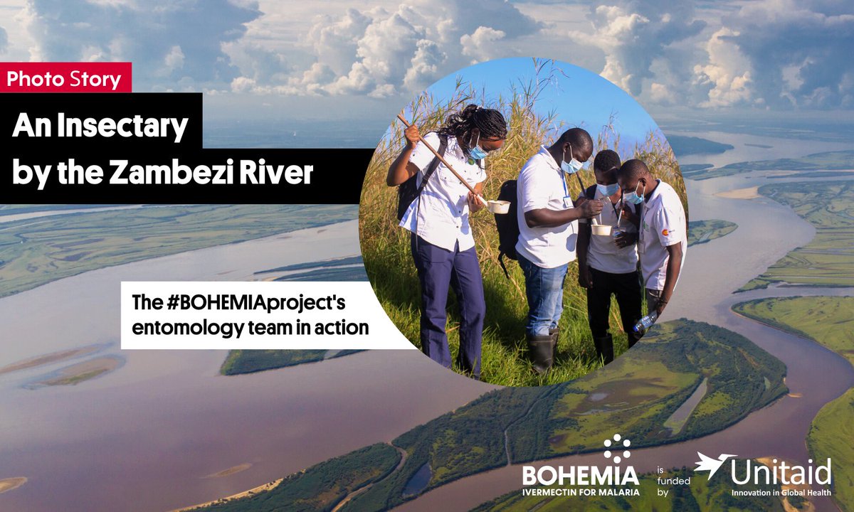 🦟"The insectary was set up with the bare minimum resources, a lot of DIY ideas, and a team of enthusiastic entomologists &amp; fieldworkers." 
<a href="/CKiuru/">Caroline Kiuru</a>, lead entomologist of the <a href="/UNITAID/">Unitaid</a>-funded #BOHEMIAproject in Mozambique.

📸 Photo Story: ow.ly/8esK50KnABv

#WorldMosquitoDay