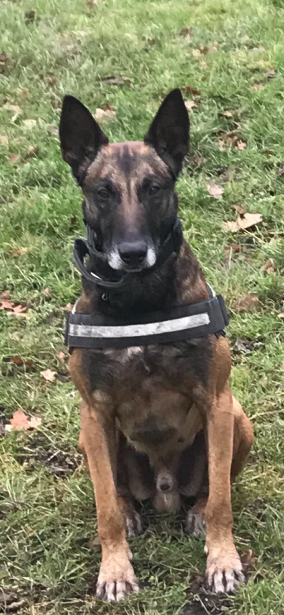 LancsPolDogUnit's tweet photo. Male witnessed by residents committing vehicle crime in East division. PD Rhyker put his nose to the test and tracked the suspect through many streets and alleyways. Suspect spotted who gave up on sight of PD Rhyker.#teamwork #team3dogs #thenoseknowsbest 🐕👏🏻 #treattime https://t.co/goKKPdMb3a