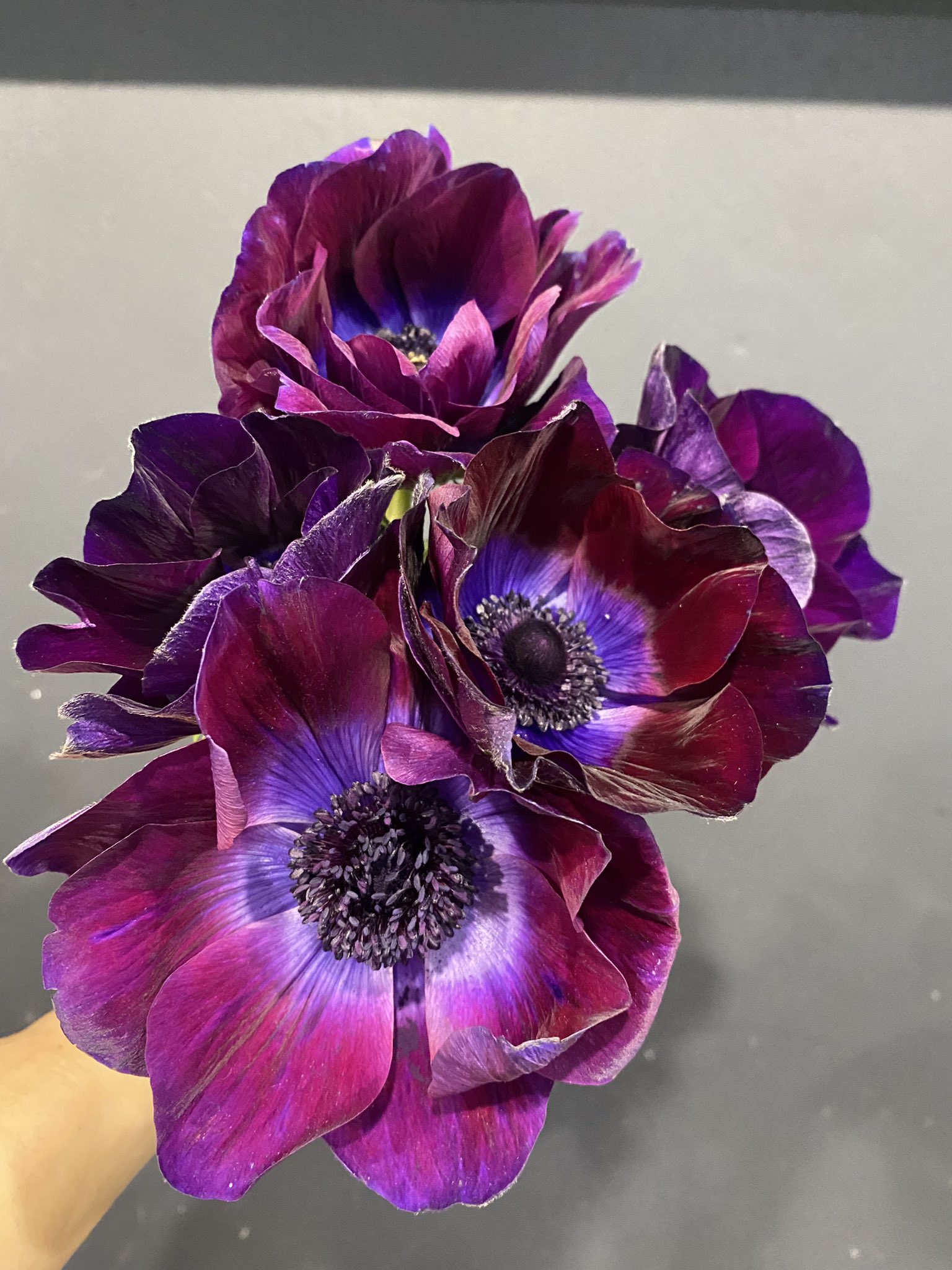 Yukina Sakabe Yukina Florist Twitter