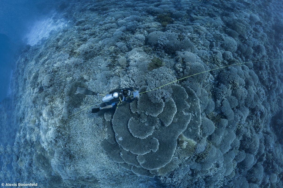 UNESCO's tweet image. Listed as a @unesco #WorldHeritage Site, the Tubbataha Reefs Natural Park (@TubbatahaLive) is a gem in the middle of the Sulu Sea – a historically overfished area which has become a sanctuary for #Biodiversity and regional ecosystems, as well as a model of #SustainableTourism.