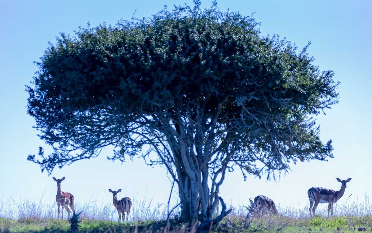 Bukelagamelodge's tweet photo. There's always one who forgets to look at the camera. 😅
#BukelaGameLodge #Bukela #LionRoarsHotels #EasternCape #Amakhala #LionRoars #AmakhalaGameReserve #Big5Safari #MalariaFree #LuxuryTravel #LuxuryLiving https://t.co/Nd1I5lJUiX