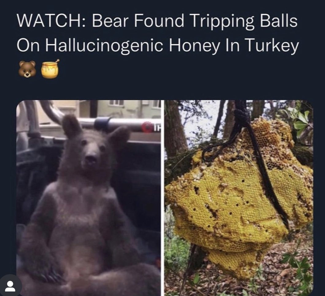 bees_deluxe's tweet photo. Ooopsieee, snuck some goodies in @bears_deluxe hive 🫡 will we see Hallucinogenic Honey in Honey Karts? It’s Friday mfers stay deluxe https://t.co/tPBttikuNW