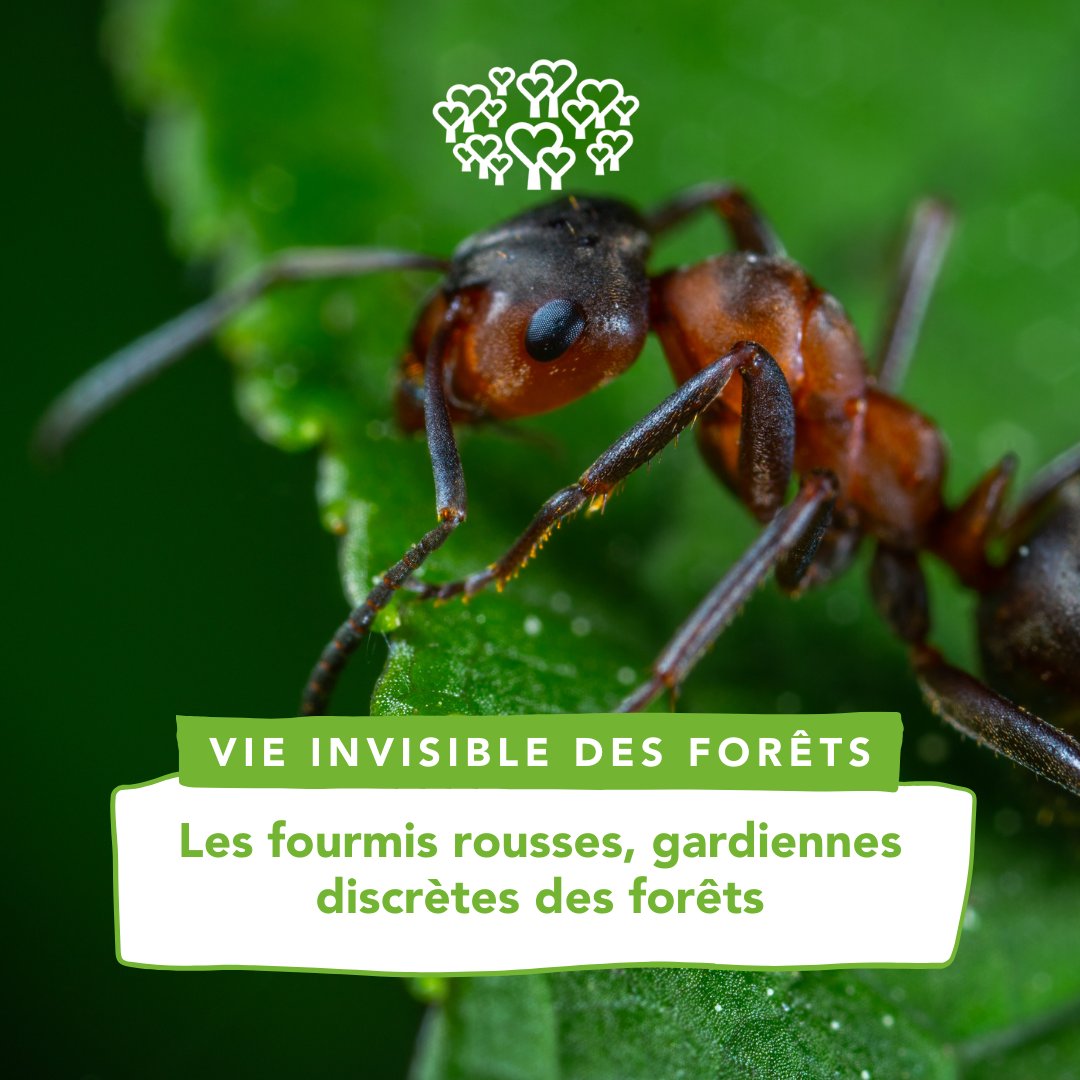 JIF_France's tweet photo. #CampagnePositive #ODD 🐜🌳

La #forêt est un lieu privilégié pour rencontrer des myriades d’insectes, comme par exemple la fourmi des bois ! Mais connaissez-vous vraiment cette petite créature aussi active que discrète et son rôle essentiel pour l’écosystème forestier ? 🤔⬇️ https://t.co/tRrbBRPIzm