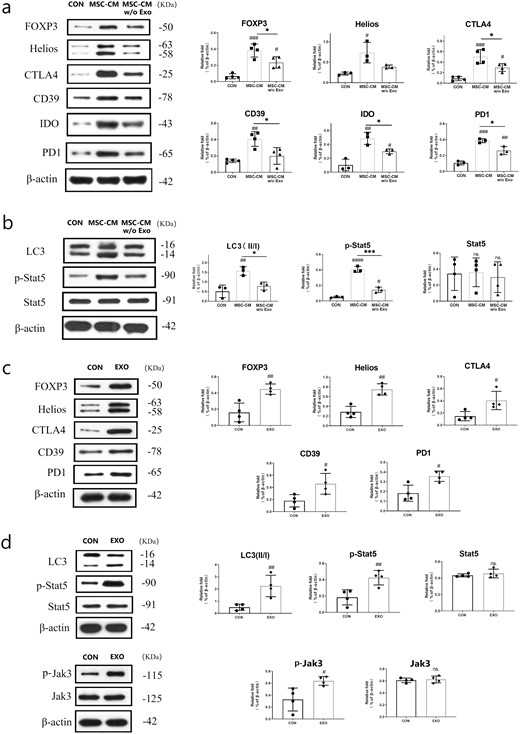 Enhancing &amp; stabilisation of cord blood #Treg suppression by human mesenchymal stem cell-derived #exosomes

In this #EditorsChoice article, Zuang et al. provide a strong rationale for utilising exosomes to improve the Treg-based #CellTherapy landscape 👉bit.ly/3PGwLzm
