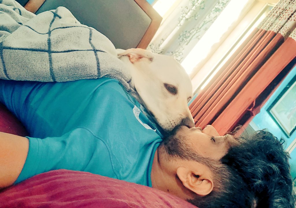 I was attacked cutely this morning! 😛

#petsofinstagram #DogsOnTwitter #dogs #funny #Tesla #Labrador