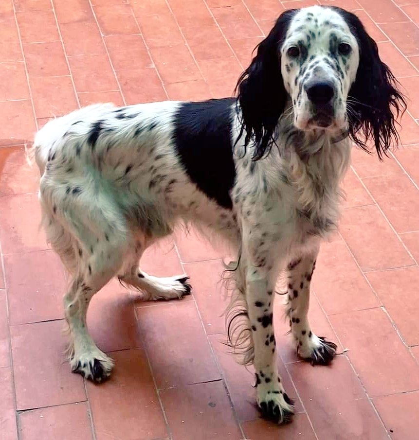Animals del Maresme 🐾 tweet media