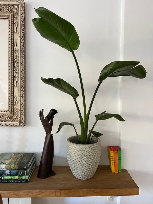 Vendo "Planta interior en precioso macetero decorativo." en #wallapop p.wallapop.com/i/812435749?_p…