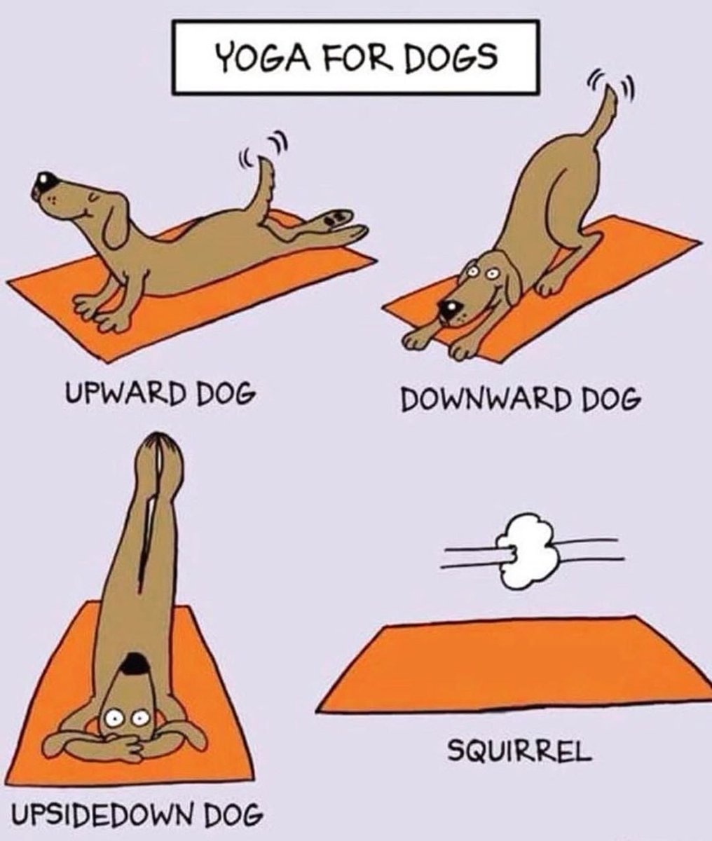 ActiveRecovery3's tweet image. We're not sure how long 'yoga classes for dogs' would last. #HappyFriday