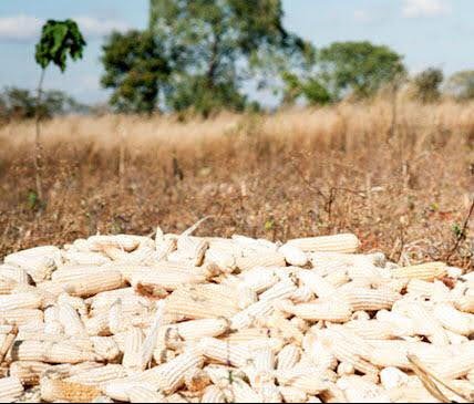 mycoveria's tweet photo. #FoodSafety lies at the heart of #FoodSystems. We can only be Food Secure when the food qualifies as #Safe and free from contamination. Let us work on ensuring a #Mycofree food system from #FarmtoFork
#notSafenotFood https://t.co/EnStcDCafX