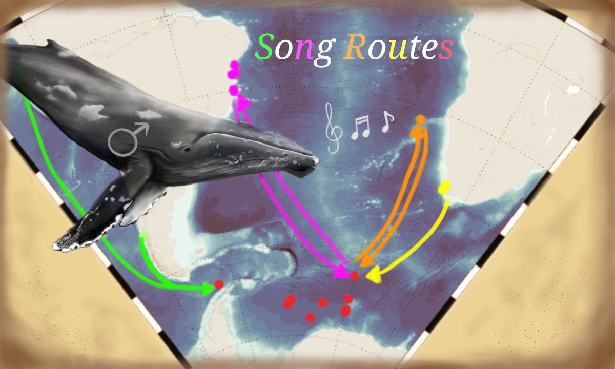 How do singing whales tell us where they come from?
Read more here rdcu.be/cTN8U.
Many thanks to <a href="/MarieSchall/">marie schall</a> for her artwork which give our science a new look ;)
Happy reading and sharing!
Drawing ©Marie Schall
<a href="/AWI_Media/">AWI Media</a>