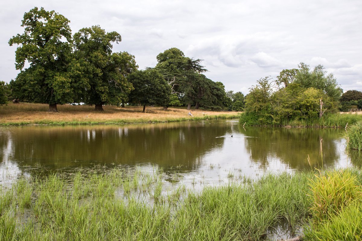CharlecoteNT's tweet photo. We've been relieved to see a little rain here in the parkland. The lake has almost completely dried up with this summer's extreme weather. It's hard to believe this area can flood in the winter when it's been looking like this! (The other photo shows a more normal year) 1/3 https://t.co/UkWZhclZEt