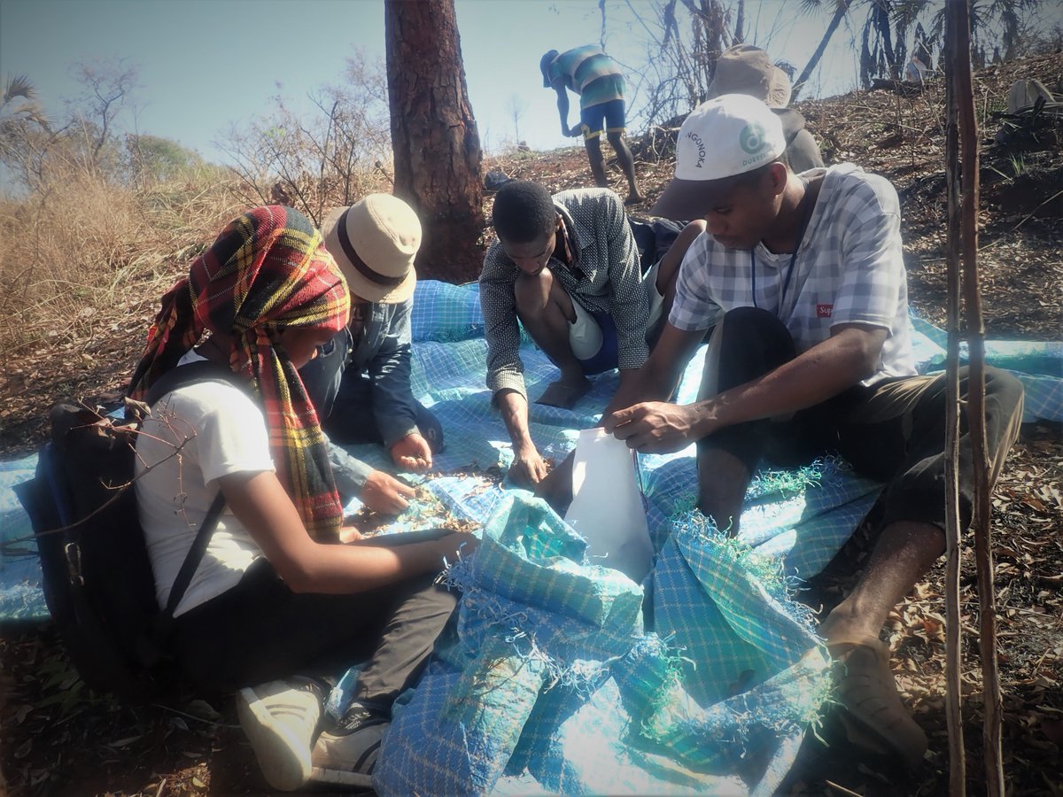 Seed collecting by MSBP #Madagascar in #Namoroka PA, #Boeny_region, #Mahajanga @TeamKMCC