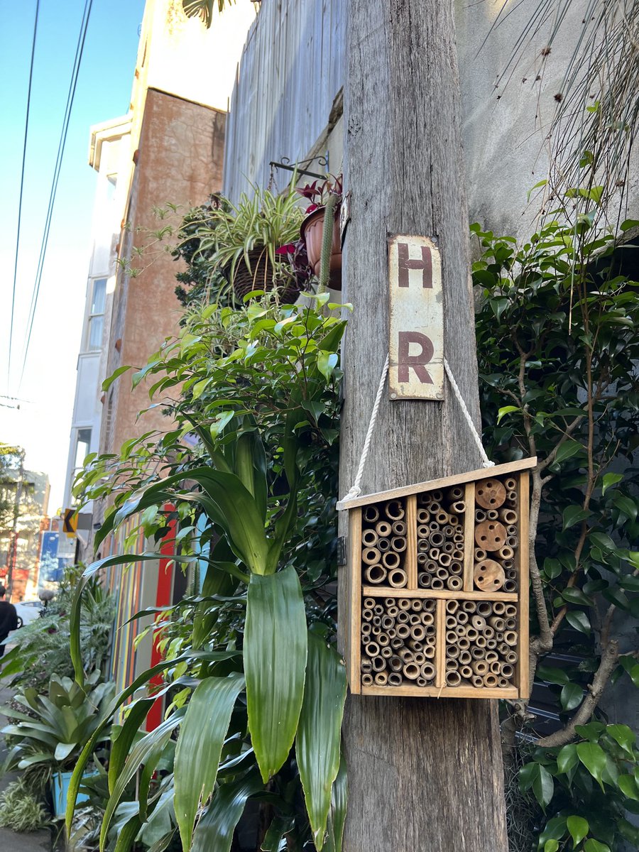 CostasGarden's tweet photo. Sebastian &amp; Mike decided it was time to take the lead &amp; transform their back lane filled with rubbish&amp; anti social behaviour into something for the community.They started with 2 pot plants.Its now an oasis.Action + community = unexpected. #gardeningaustralia ⁦@ABCTV⁩ https://t.co/ID6lrsiozj