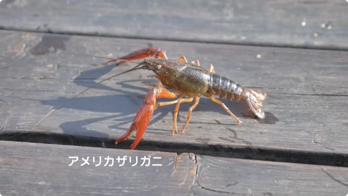 イラスト検索 イラストレーターズ通信 プロフィール オガワユミエ