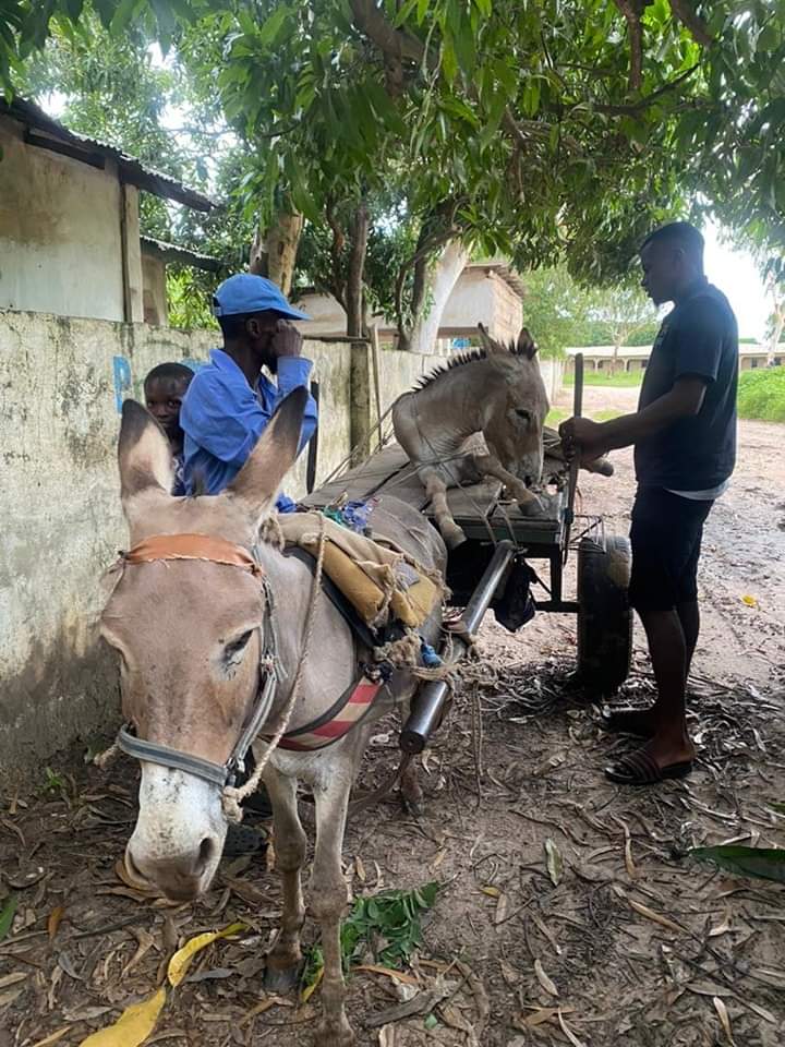 Gambia Horse&Donkey tweet media