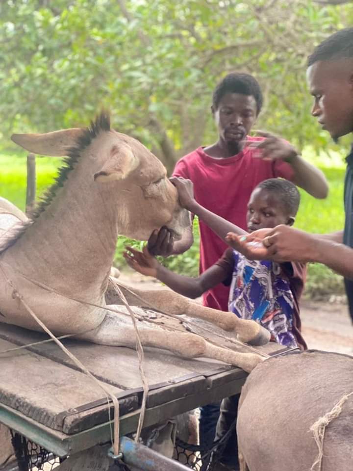 Gambia Horse&Donkey tweet media