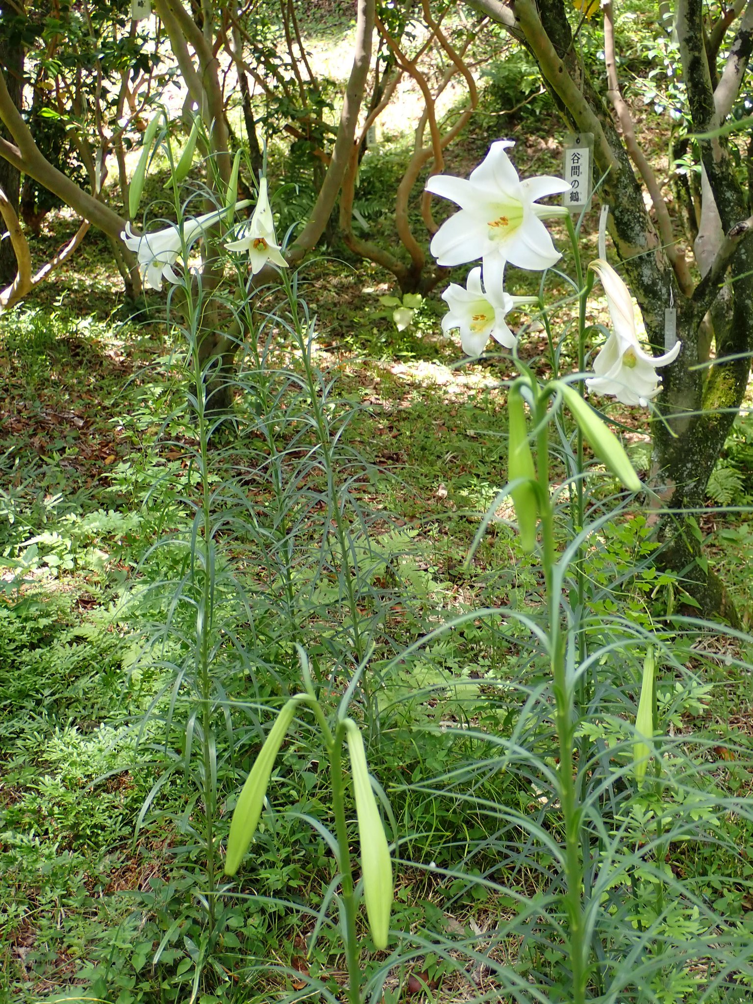 森山樹林日月 タカサゴユリ 花言葉 正直 甘美 威厳 純潔 無垢 細くて背が高くまるでモデルさんみたいに見えました T Co Itmdxnczki Twitter