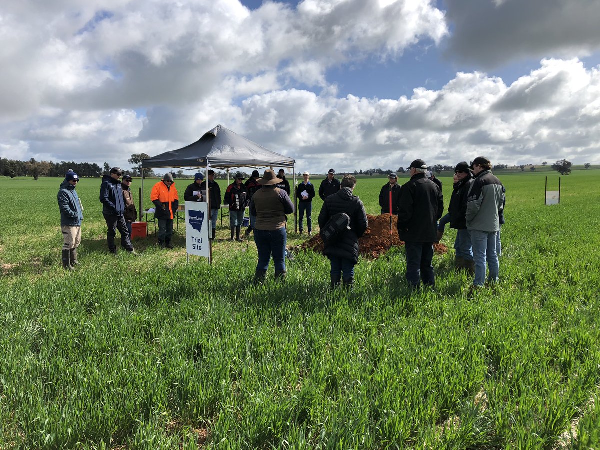 jimmyholding's tweet photo. Cereal diseases and soil constraints were on the menu today near Coolamon.
Thanks @BenLangtry for the paddock and @BradBaxter1985 @CassandraSchefe for the interesting chat 👏 👏
#soilbornepathogens #coolsoilsinitiative https://t.co/4mripZFtcV