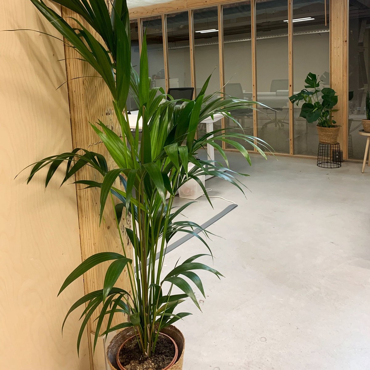 Pullposition's tweet image. Uit onderzoek blijkt dat planten op kantoor de creativiteit en productiviteit van werknemers tot wel 45% kunnen verhogen. Nu alle bedrijven binnen de Cherry Group zijn gesetteld in de (nieuwe) kantoorpanden, hielpen wij dan ook met alle liefde om de kantoren te vergroenen 🌿
