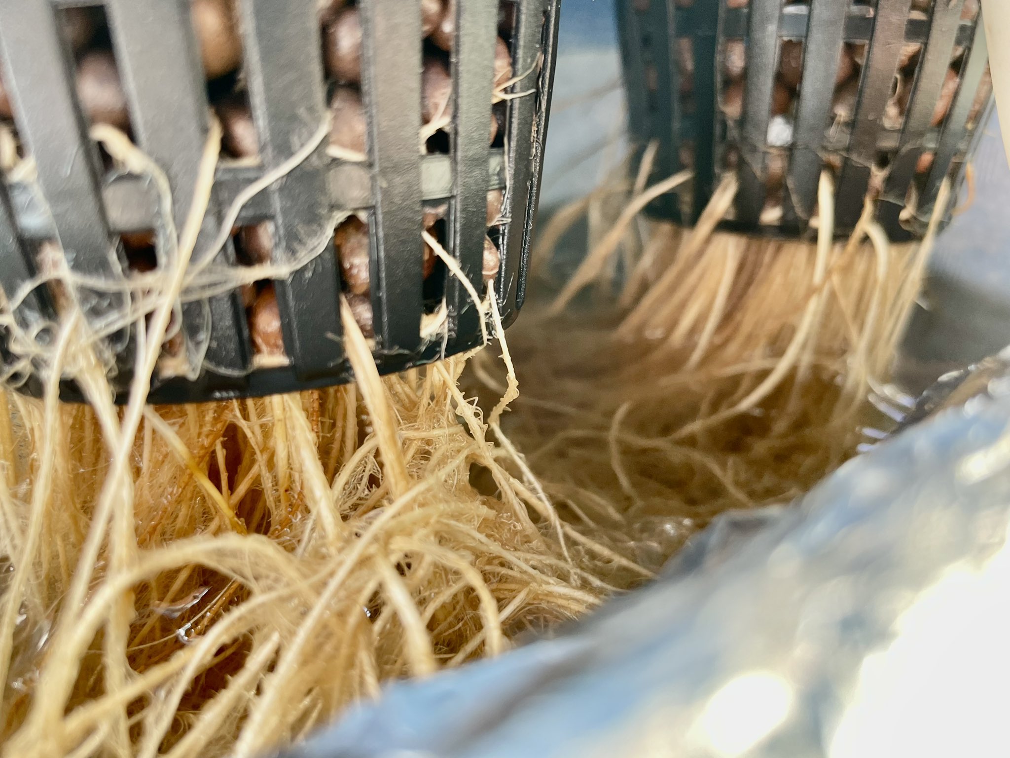 水耕栽培 はじめました Hydropo Twitter