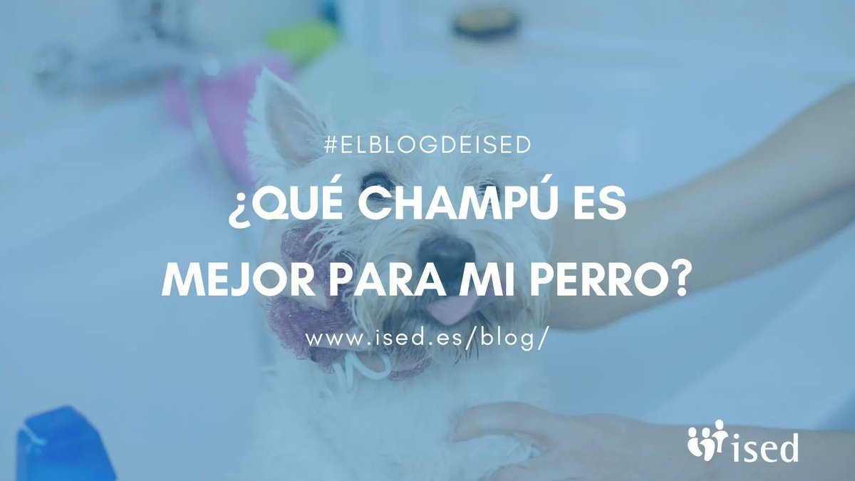 ISEDsalud's tweet photo. Existe una gran variedad de #champús para la #higiene #capilar del #perro, no obstante, su elección no es difícil, solo requiere un poco de previsión. Lo más importante es adquirir productos especiales para ellos.

👇 Más información en #ElBlogdeIsed

🌍 https://t.co/wje170NUUX https://t.co/P73CkN6TDU
