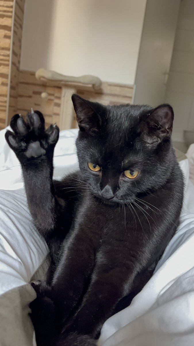 I enjoy being their bed 🥰