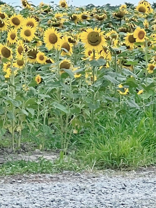 髙坂莉那のTwitter画像50