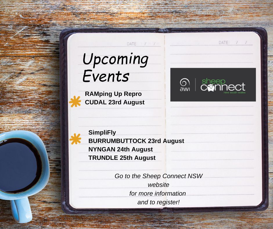 AWIExtensionNSW's tweet photo. โณ๏ธWhat's on this coming week with Sheep Connect NSW?
๐RAMping Up Repro - CUDAL
๐ SimpliFly - BURRUMBUTTOCK
๐ SimpliFly - NYNGAN
๐ SimpliFly - TRUNDLE
Go to https://t.co/eElLG4RYy2 to register!
@woolinnovation
#SimpliFly #rampinguprepro #scnsw https://t.co/ihYPirC9wU