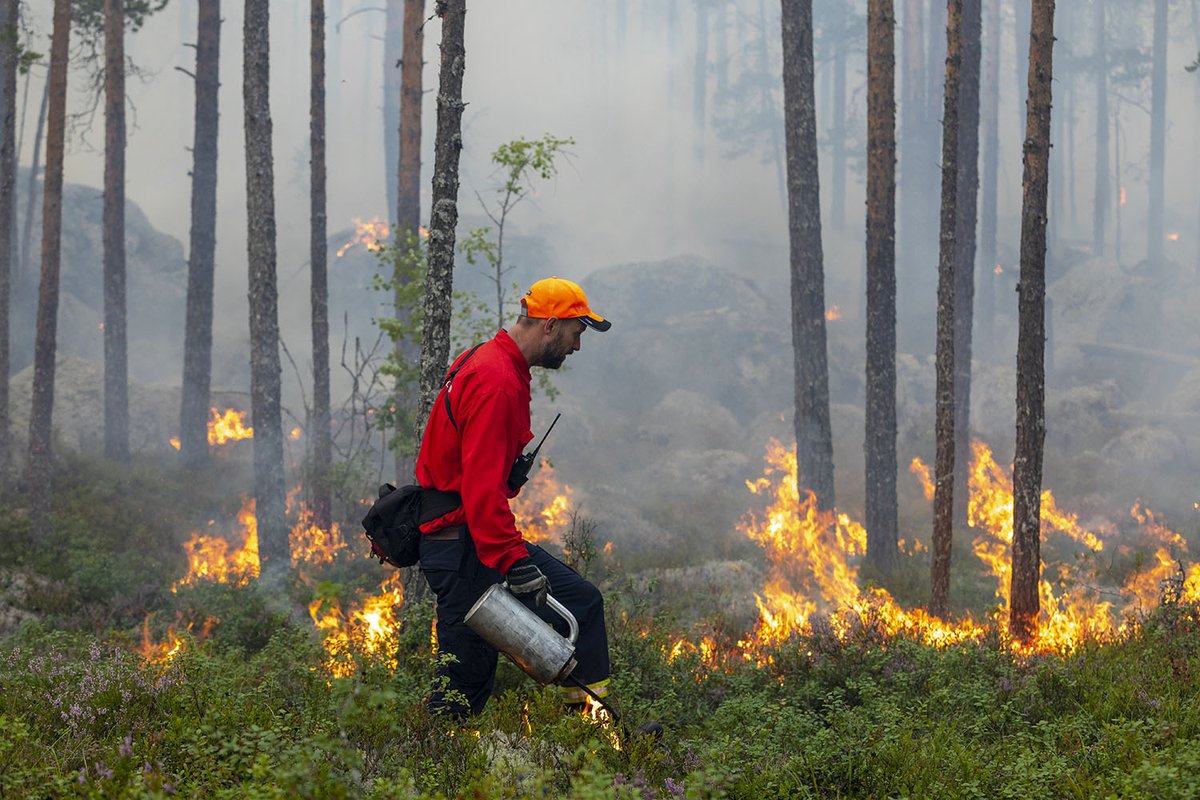 Sveaskog (@sveaskog) on Twitter photo I veckan genomförde Sveaskog tillsammans med <a href="/skogsstyrelsen/">Skogsstyrelsen</a> en naturvårdsbränning i Ekopark Ejheden i nordöstra Dalarna. Sammanlagt sattes ett område på 122 hektar i brand. Fler bilder och filmer från branden finns på Sveaskogs hemsida. sveaskog.se/skogen-pa-djup… I veckan genomförde Sveaskog tillsammans med <a href="/skogsstyrelsen/">Skogsstyrelsen</a> en naturvårdsbränning i Ekopark Ejheden i nordöstra Dalarna. Sammanlagt sattes ett område på 122 hektar i brand. Fler bilder och filmer från branden finns på Sveaskogs hemsida. sveaskog.se/skogen-pa-djup…