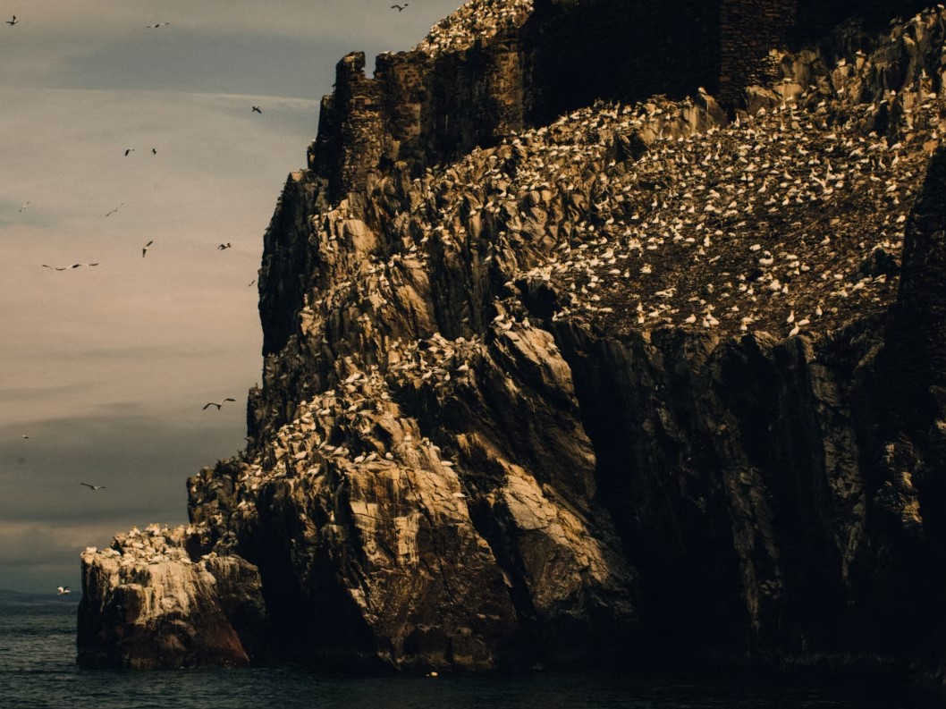 In the last year, nearly 100 million birds have died as a result of an aggressive new strain of avian flu, @maddievitesse reports in this weekend's shocking <a href="/FTMag/">FT Weekend Magazine</a> cover story, with stunning, painterly photography by <a href="/robbielawrence1/">Robbie Lawrence</a> ft.com/content/dc4bc7…